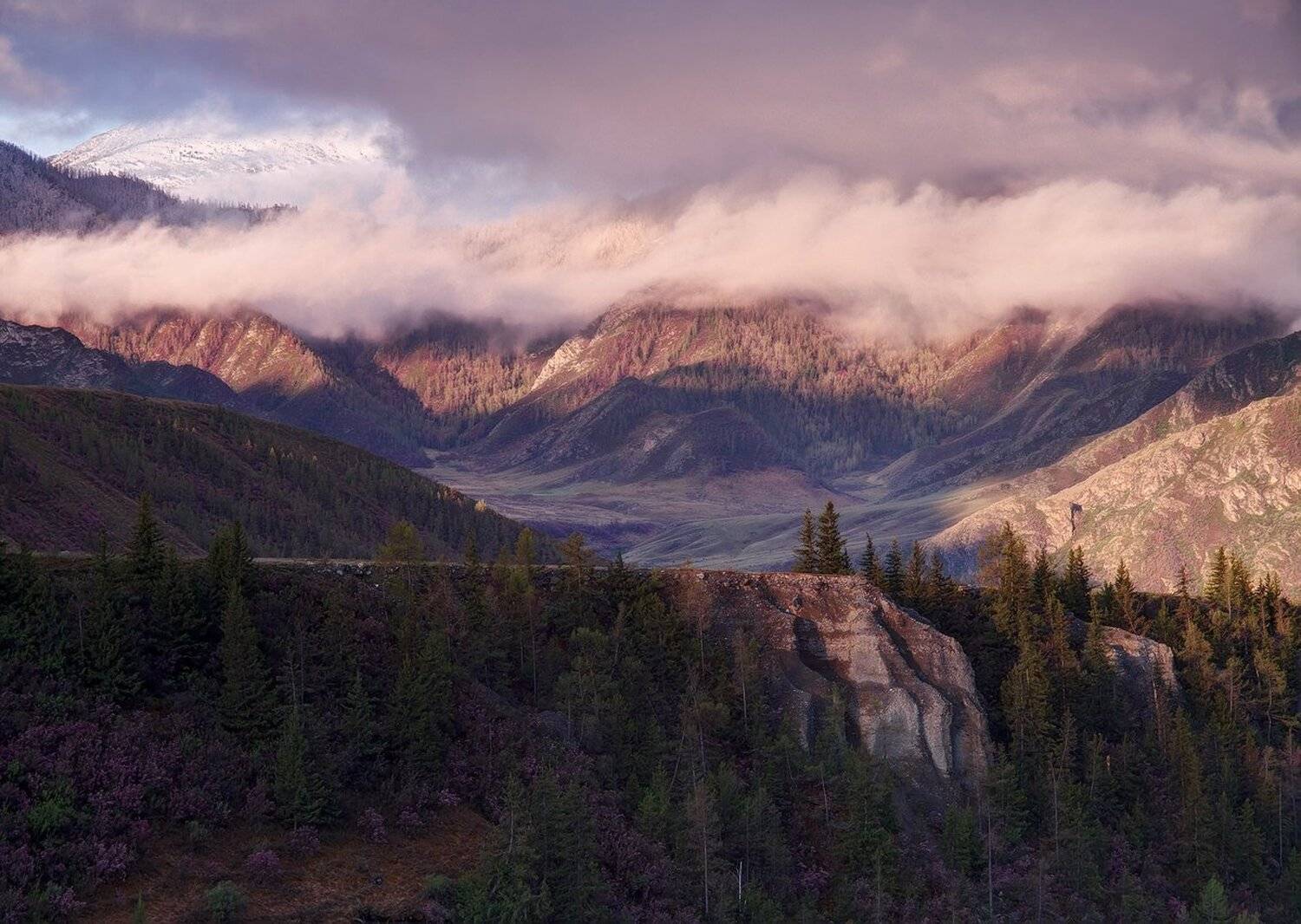 Весна, Горный алтай, Рододендрон ледебура, Лещёнок Александр