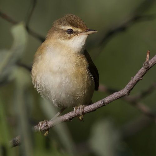 Индийская камышевка (Acrocephalus agricola)