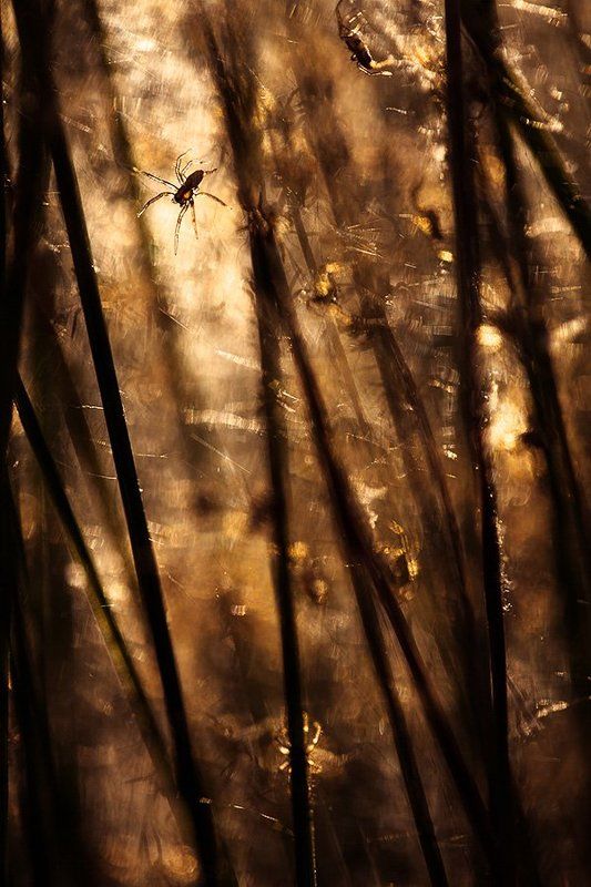 паучьи ясли фото превью