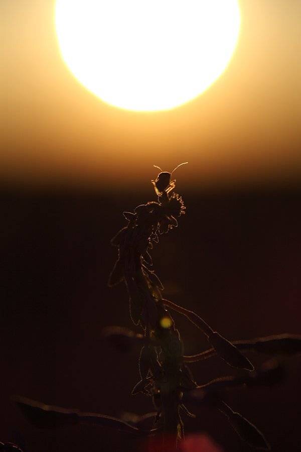 , Сергей Таланов