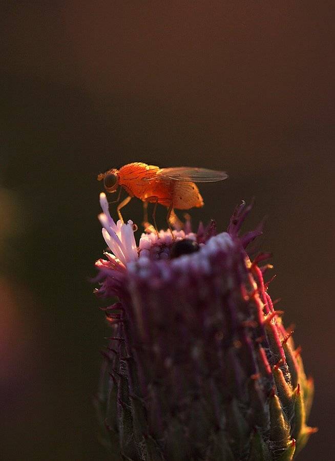 , Сергей Таланов