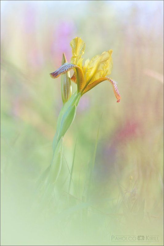 Первый день лета фото превью