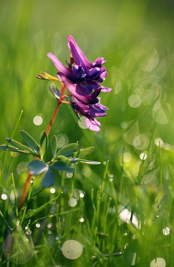 , Иваненко Светлана