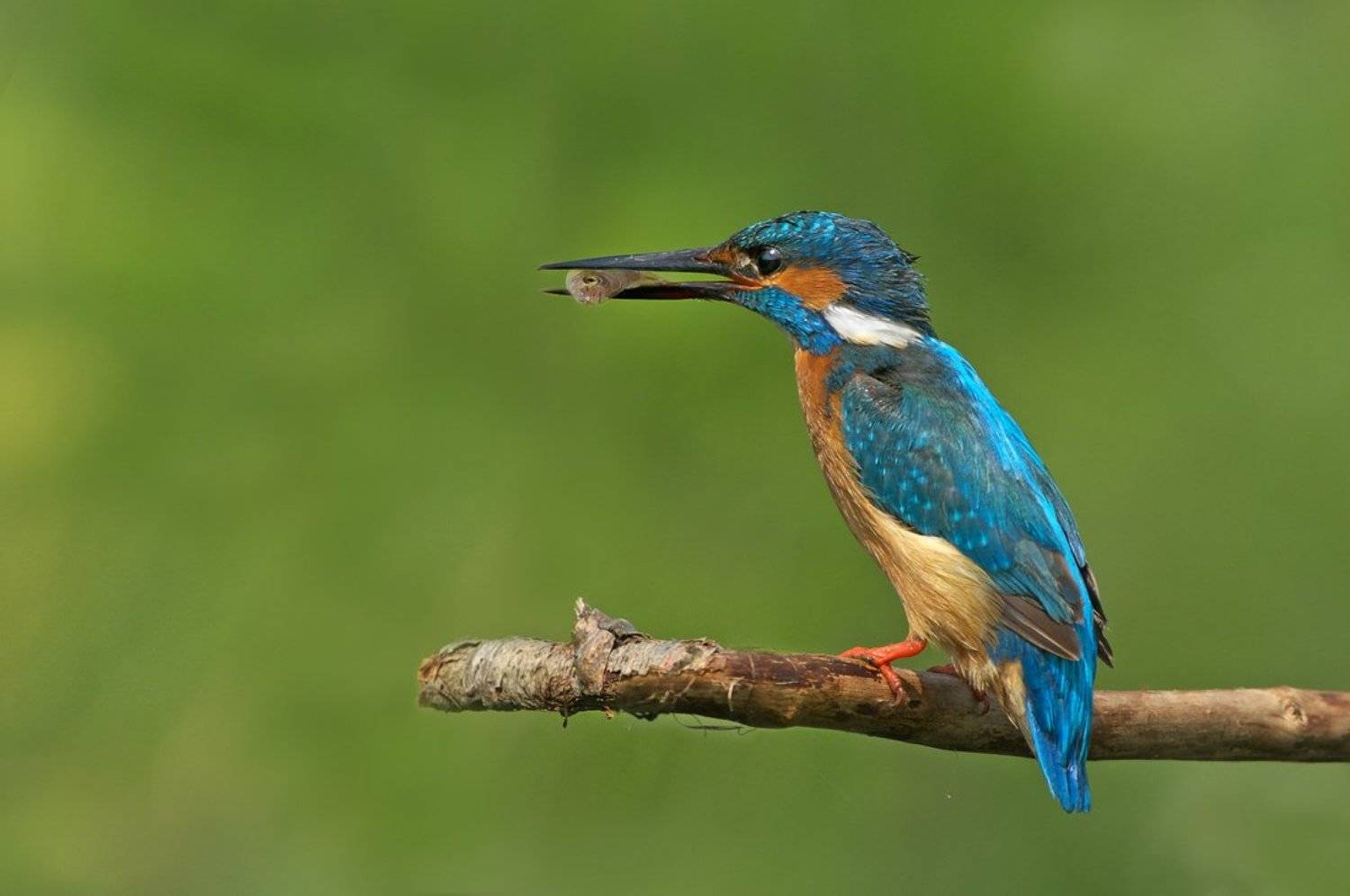 зимородок, kingfisher, alcedo, atthis, земеродно, рибарче, Евгени Стефанов