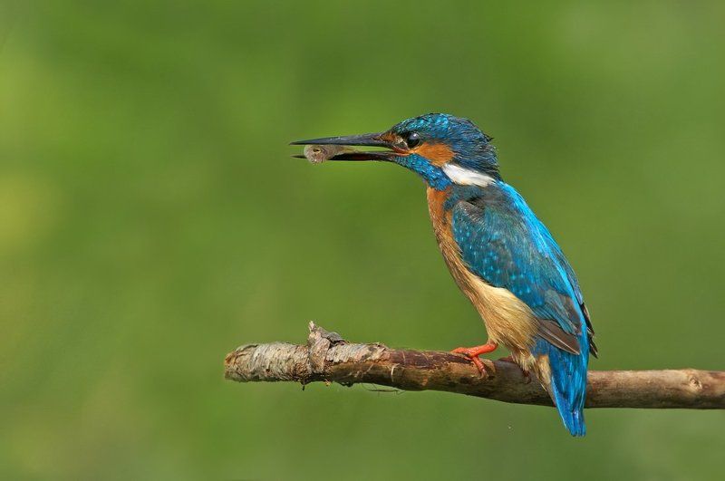 зимородок, kingfisher, alcedo, atthis, земеродно, рибарче Зимородок с завтраком фото превью