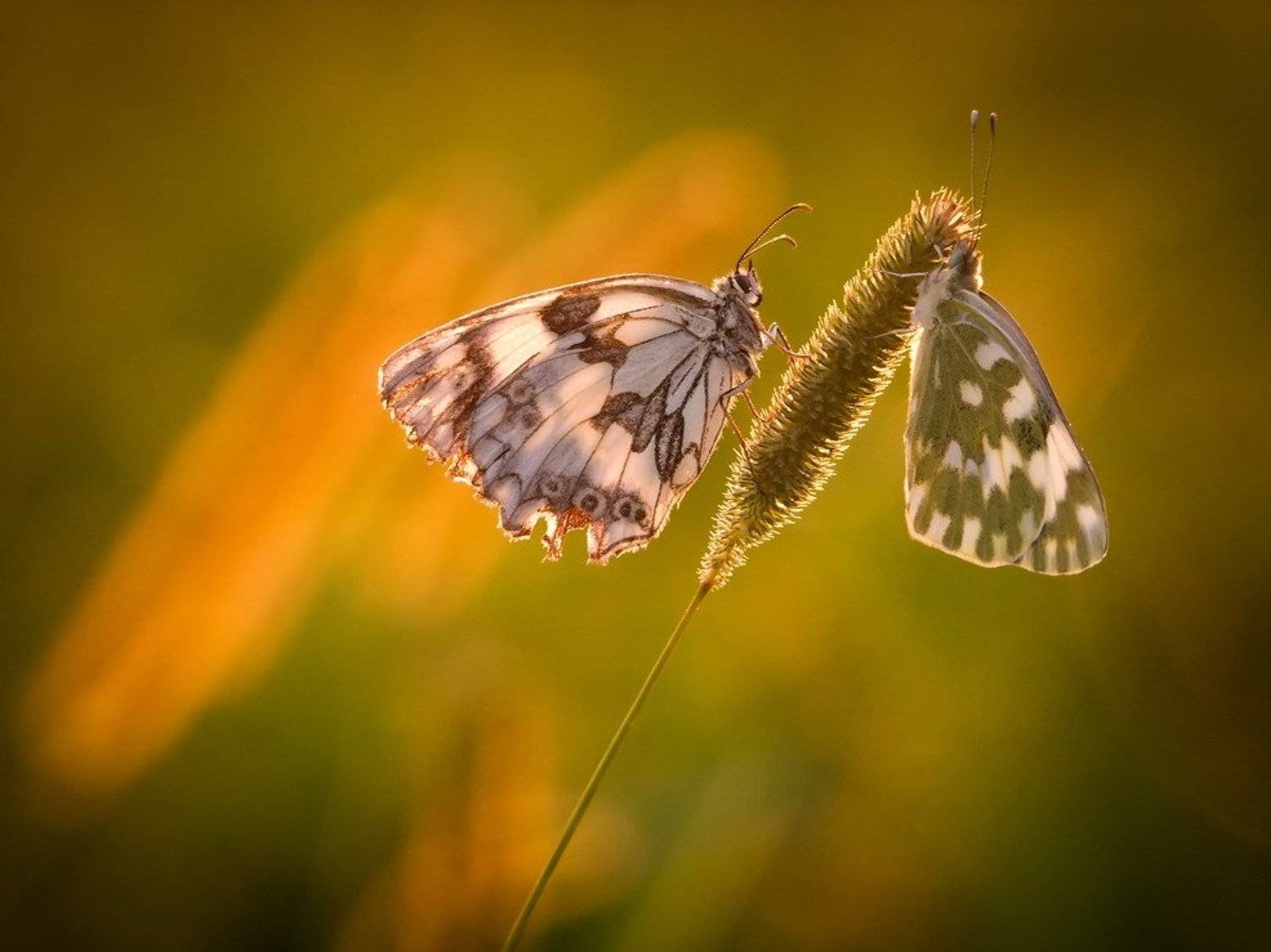 бабочка., закат., Вячеслав Мищенко