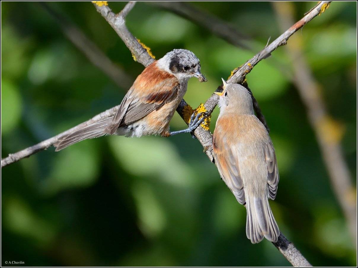 ремезы,кормление,паучёк, Александр Чувилин