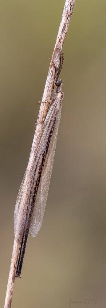 , Игорь ФУММ