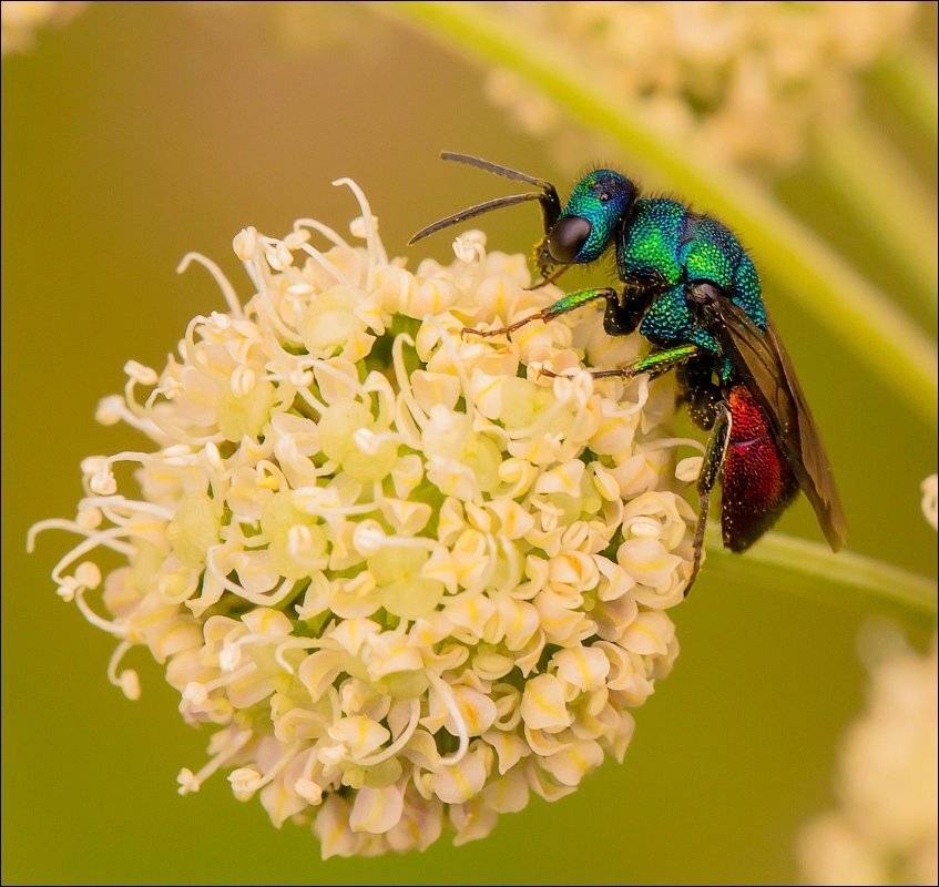, Бурлов Андрей