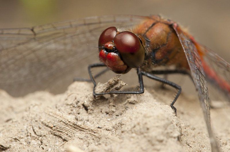 * фото превью