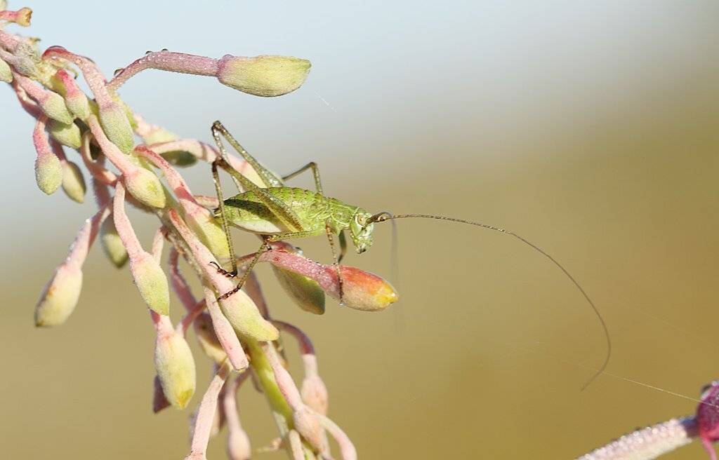 , Сергей Таланов