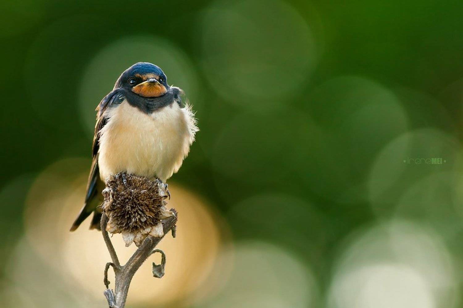 Animals, Barn swallow, Bird, Деревенская, Ласточка, Птицы, Irene Mei