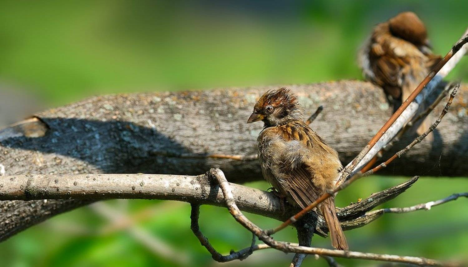 , Курочкин Валерий