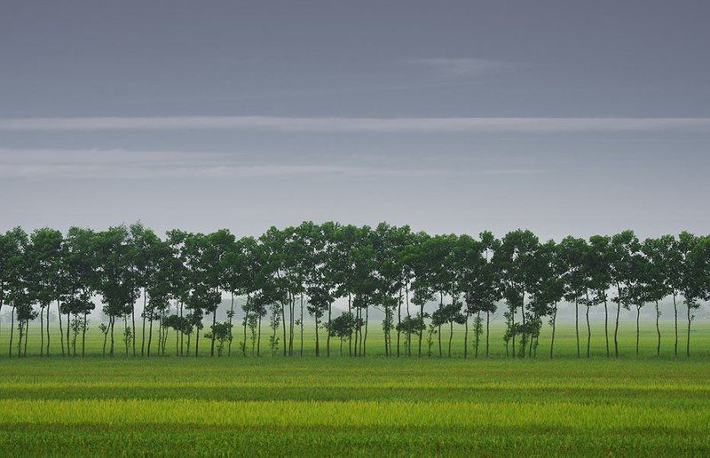 The Lines фото превью