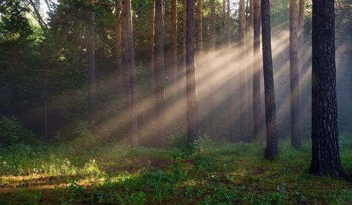 Кусочек утра в сосновом бору