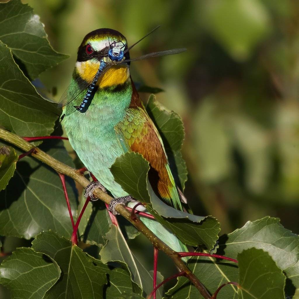 , Ляпустин Юра