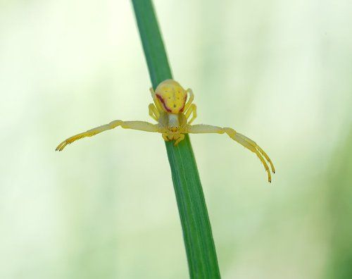 Иди ко мне - я весь кипю...