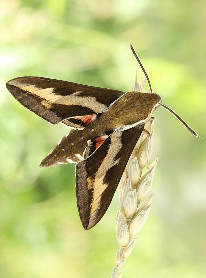 , Сергей Таланов