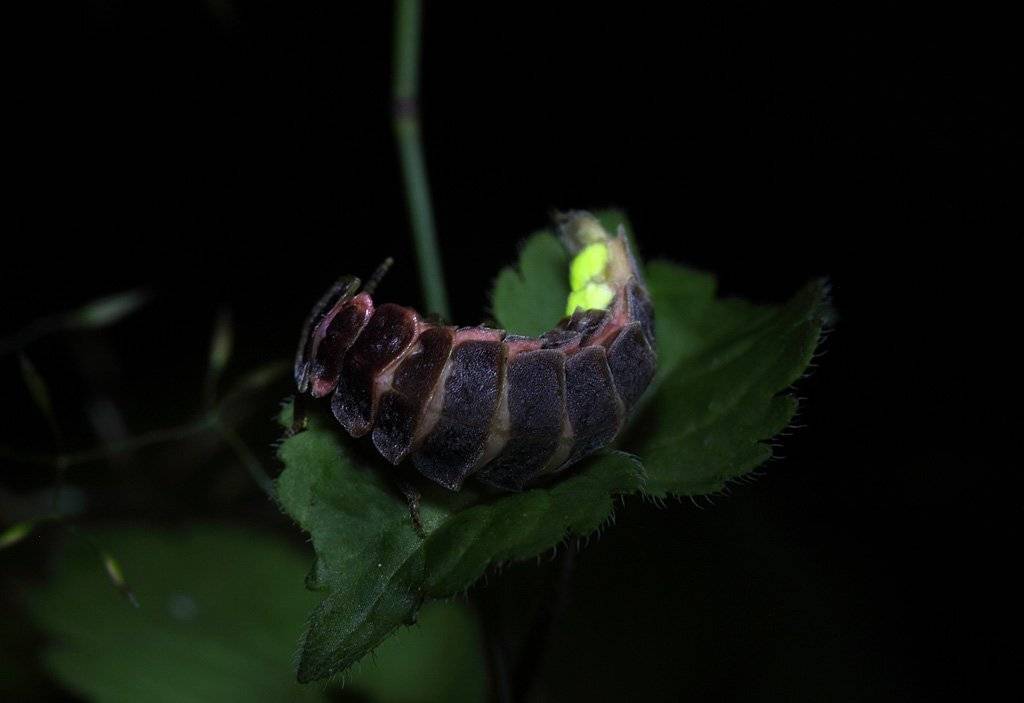 , Сергей Таланов