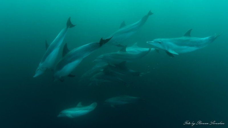 Dolphins фото превью