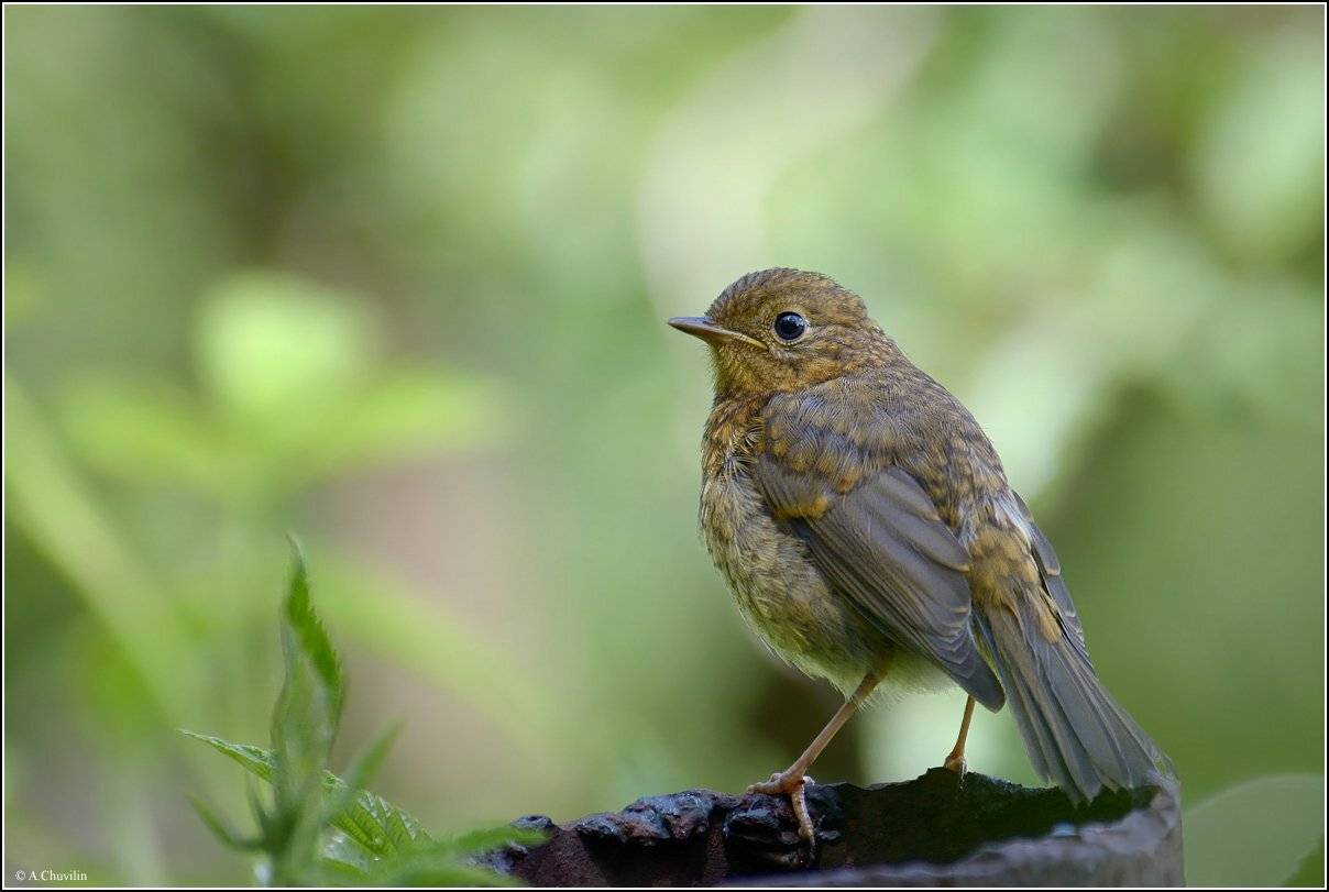 слёток,малиновка,дачный,житель, Александр Чувилин