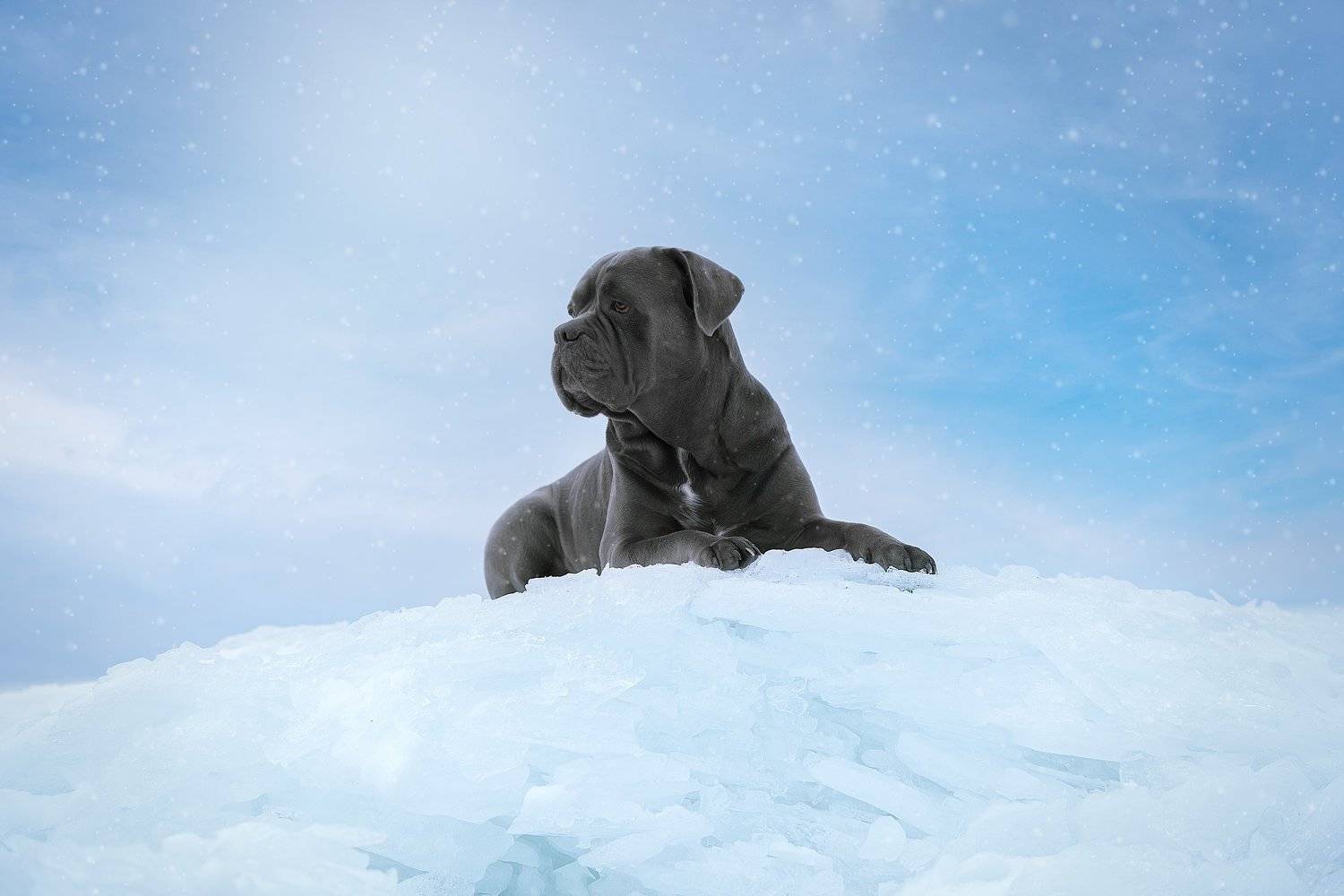 nikon, Irina Kovaleva