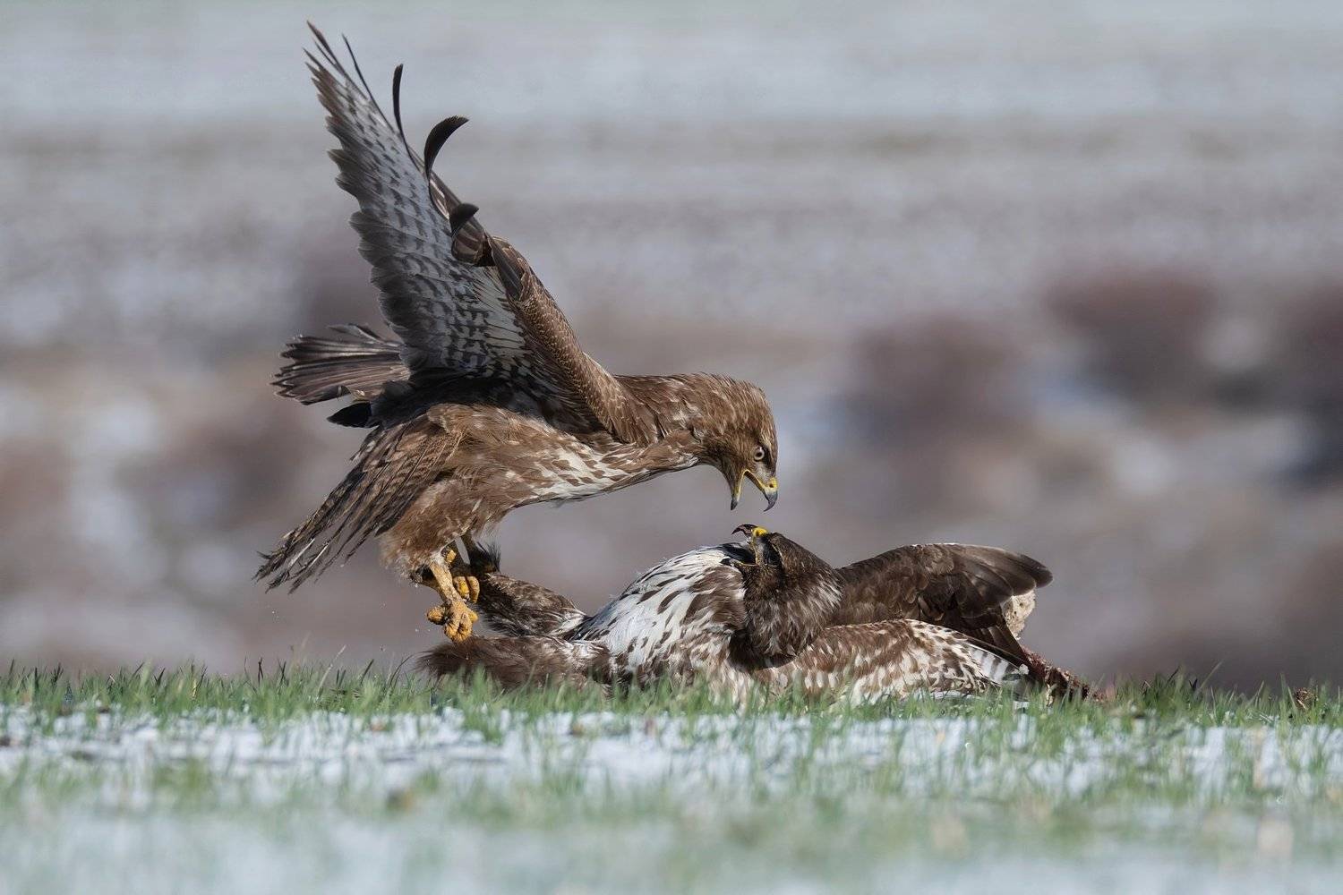 , Мартин Попов