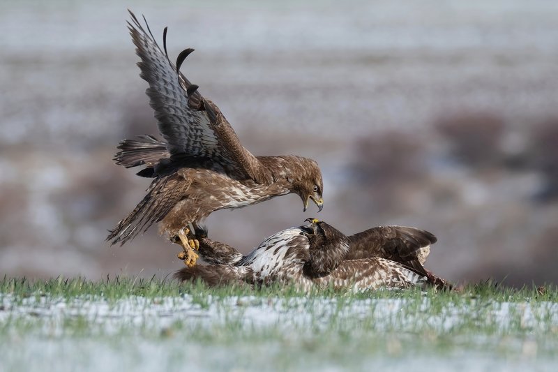 Гнев! фото превью
