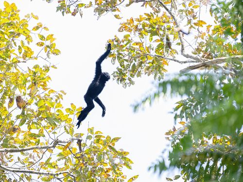 Leap of Faith