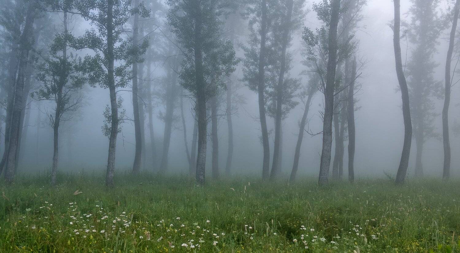 утро, туман,, Марина Фомина