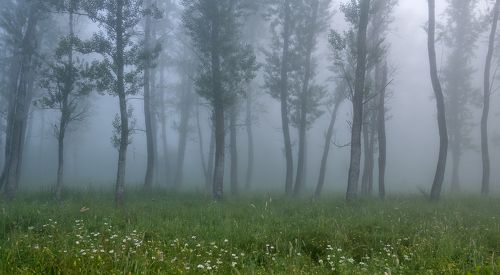 Утро туманное.