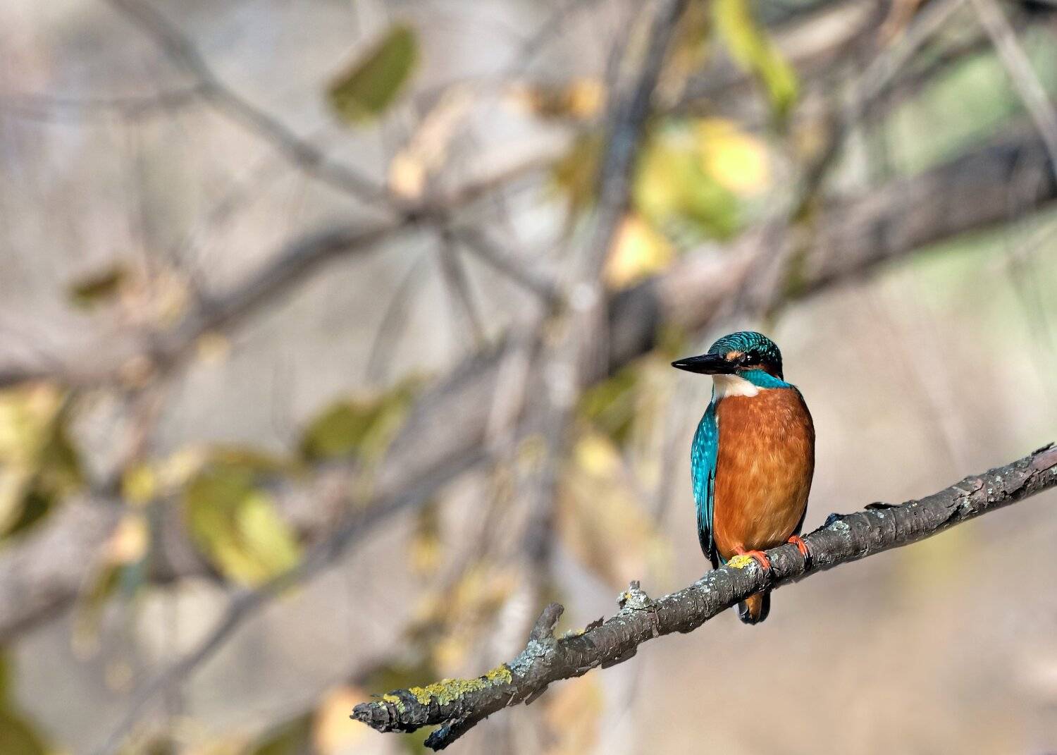 зимородок, Алексей Рыльский