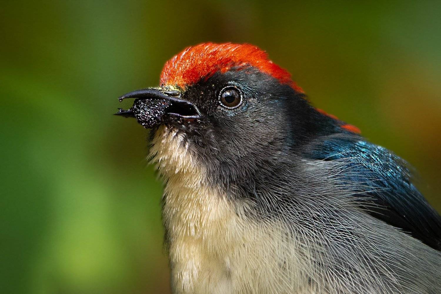 Bird, birds, animal, wildlife, wild, Pinak Paul