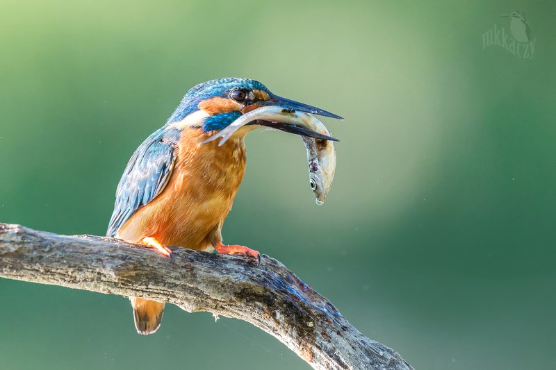 Zimek фото превью