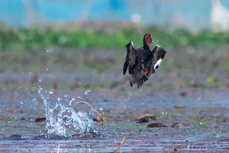 birds, bird, wildlife, animal, nature Splash Around фото превью