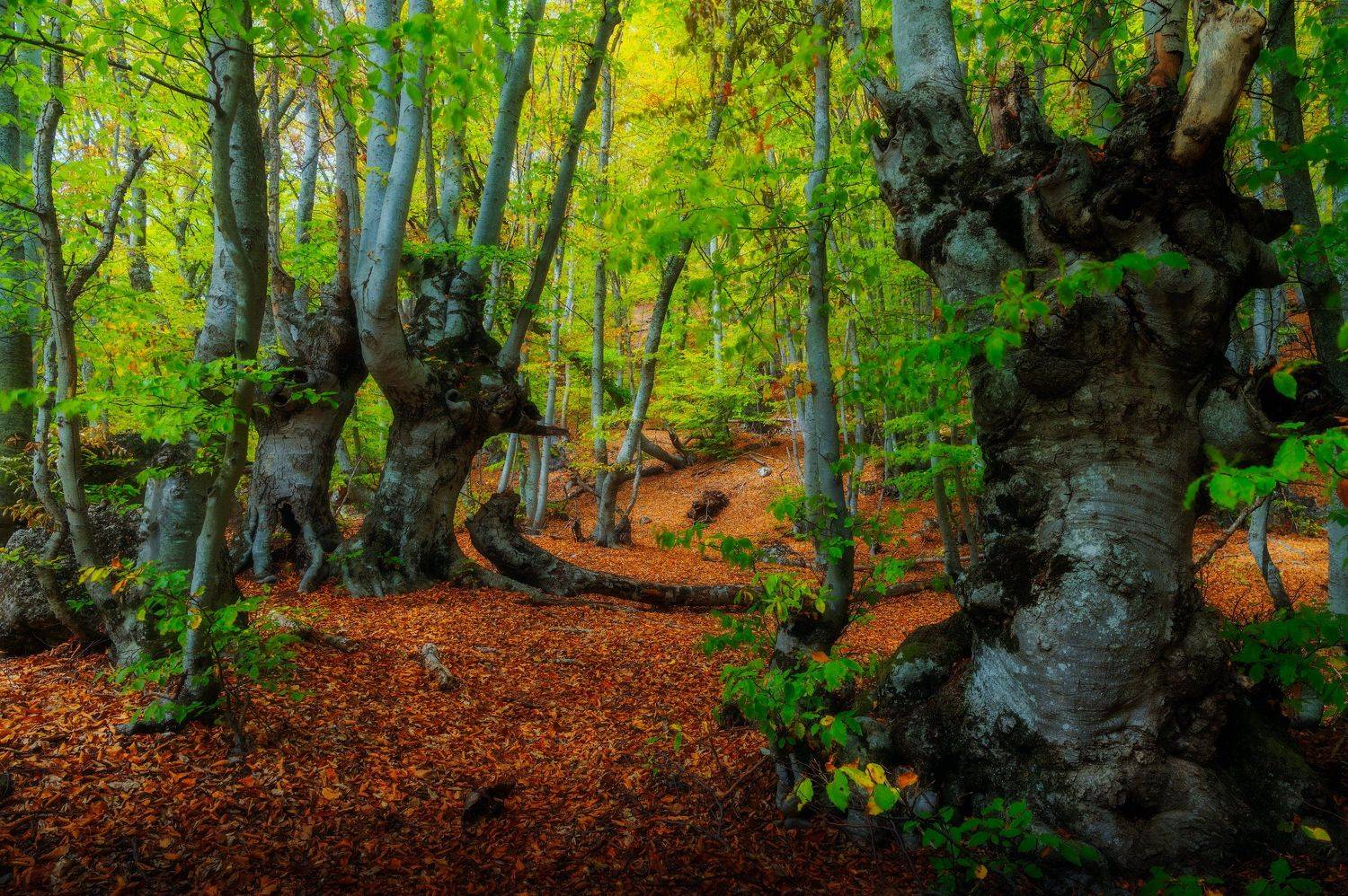 , Alexander Plekhanov