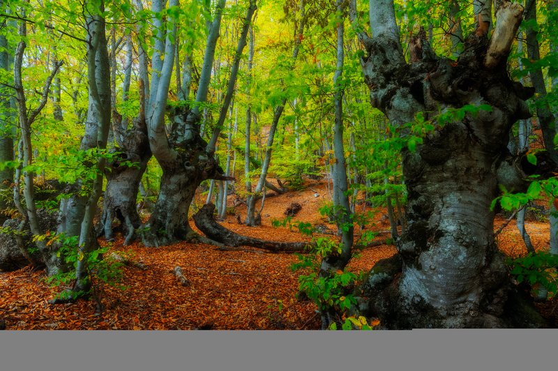 Безмолвные стражи букового леса фото превью