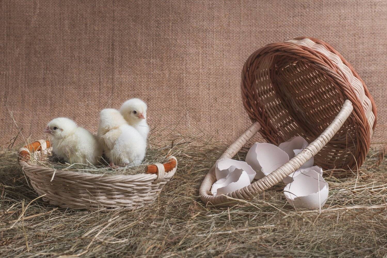 , Максим Вышарь