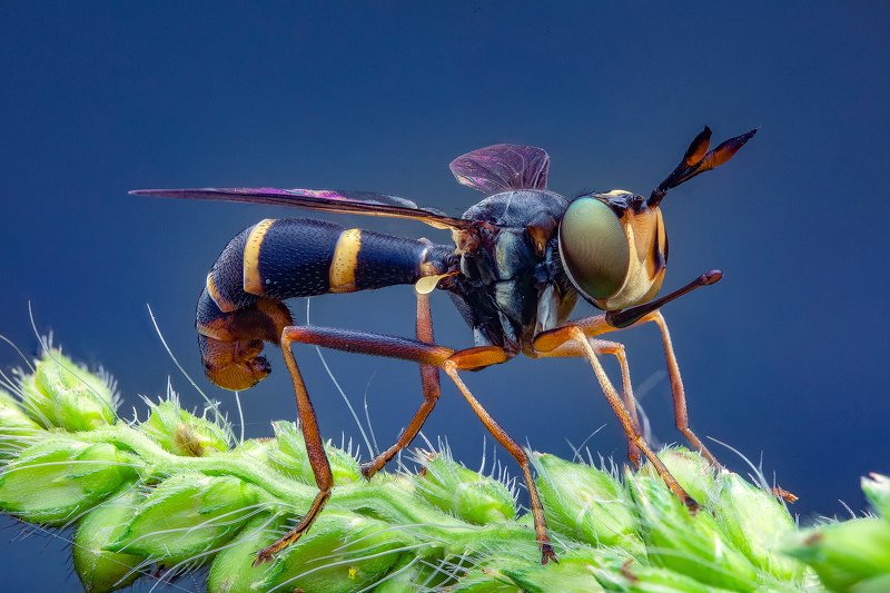 макро, муха, большеголовка, насекомые, макрофото, макромир, Большеголовка фото превью