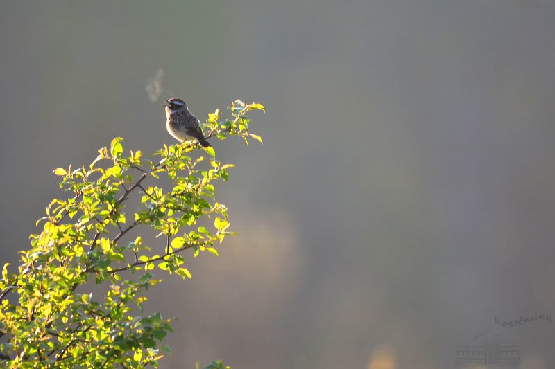 птицы, луговой чекан, birdwatching, дикая природа, birds, wildnature Утреннее дыхание весны фото превью