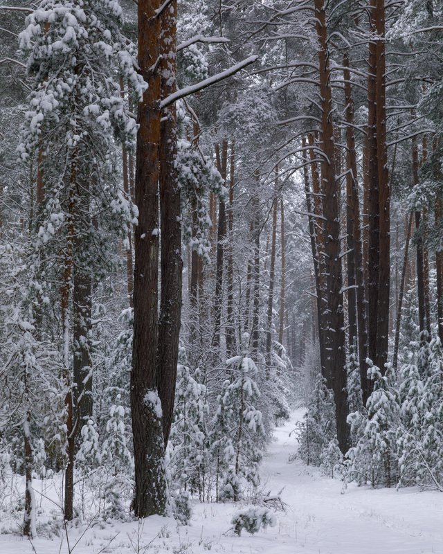 Первый снег фото превью