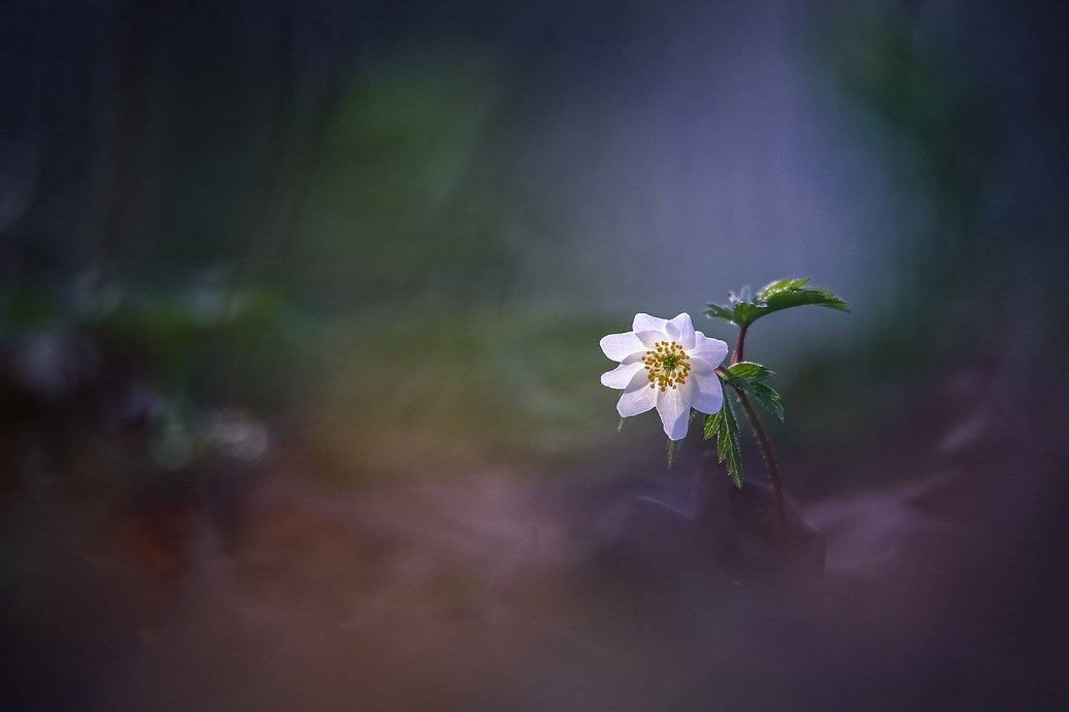 , Вячеслав Мищенко