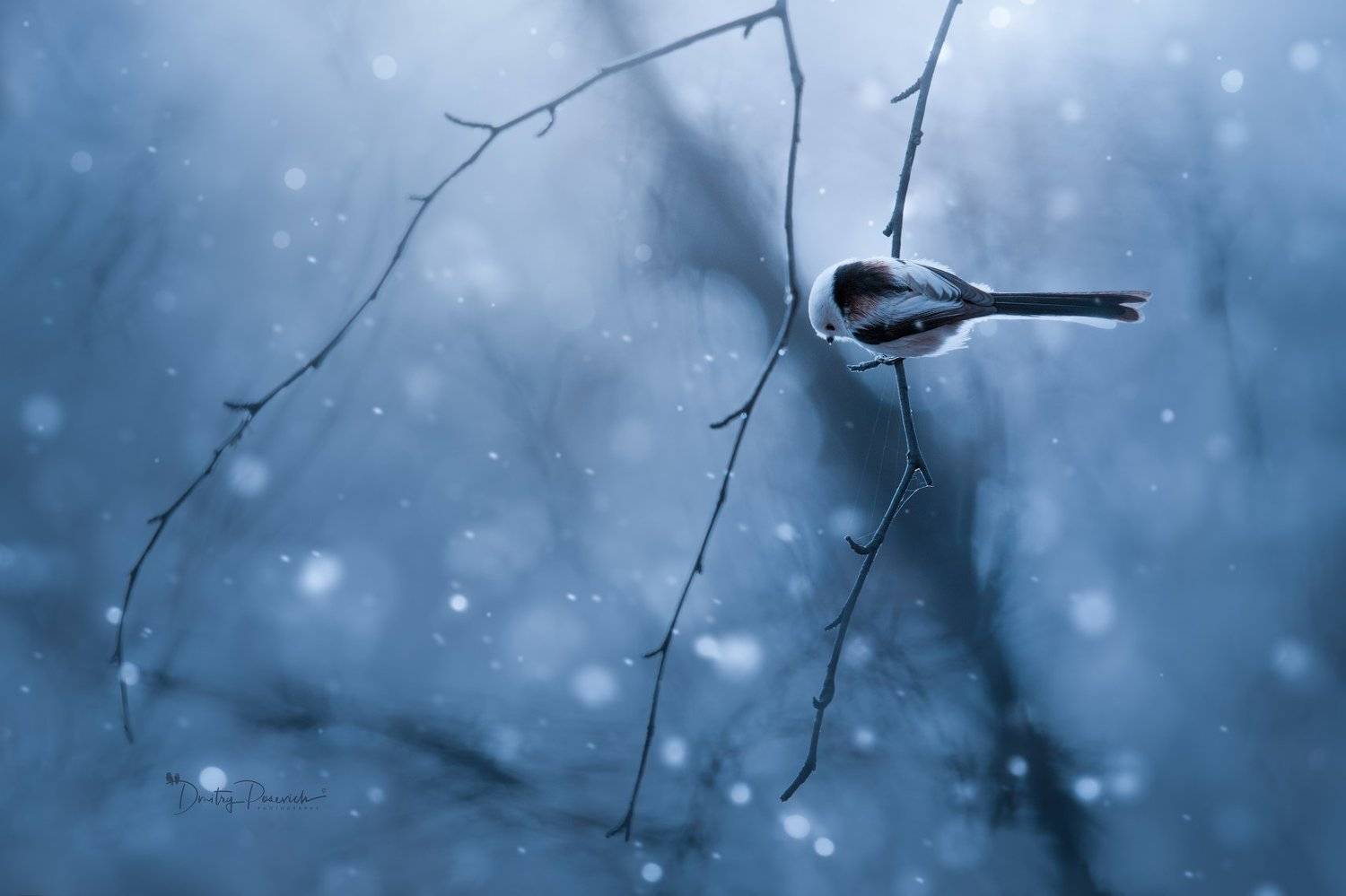 природа, лес, поля, огороды, животные, птицы, макро, Дмитрий Посевич