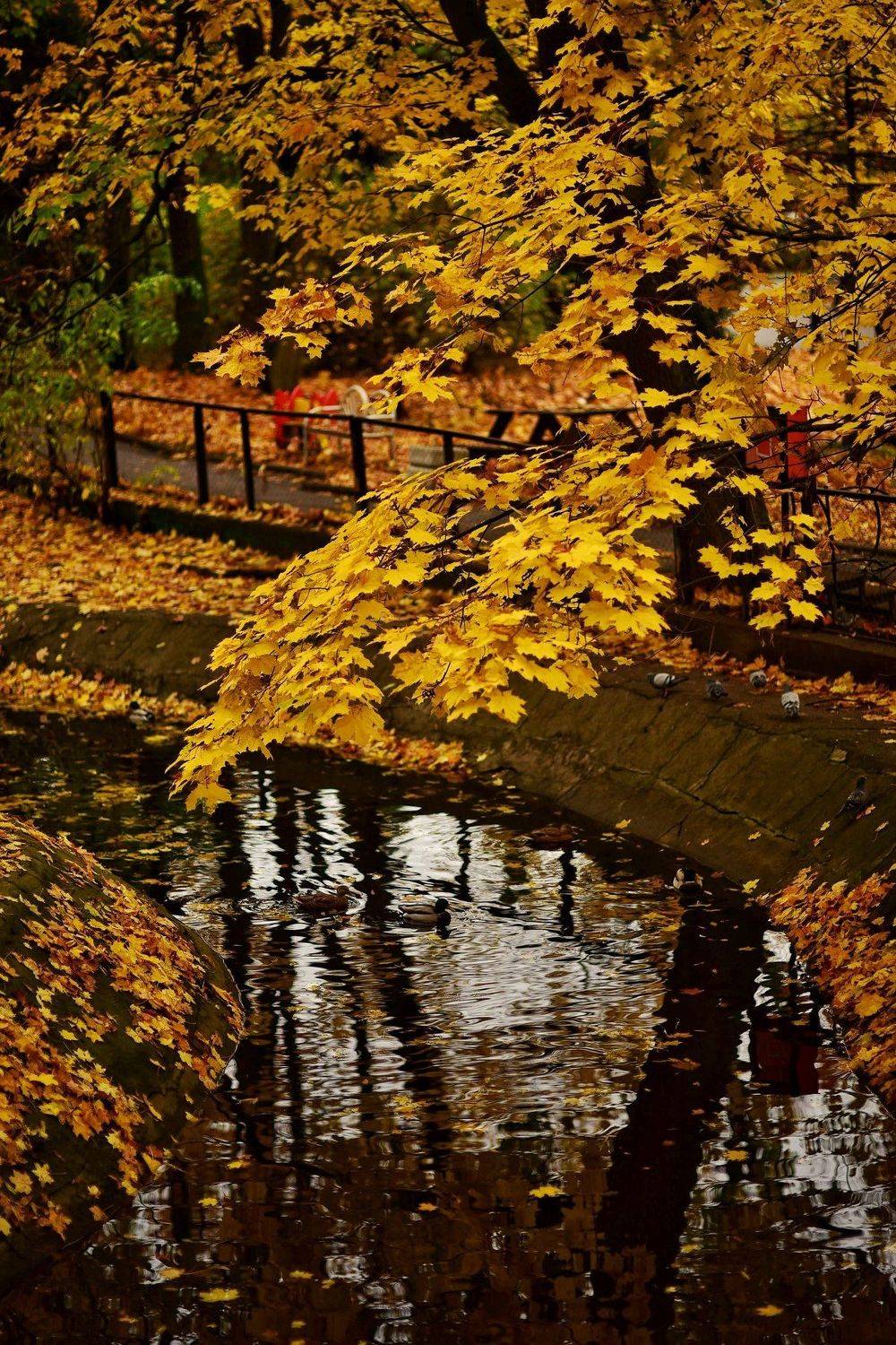 , Владимир Леликов-Кузьменко