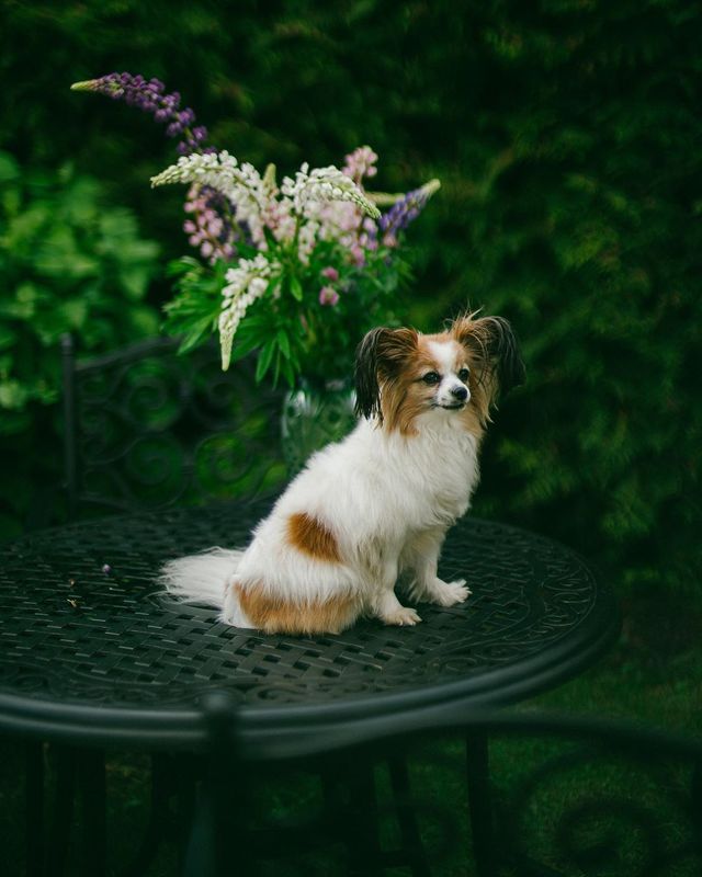 фото превью