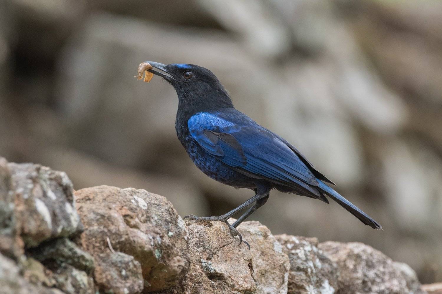 birds, wildlife, nature, Gokul Addanki