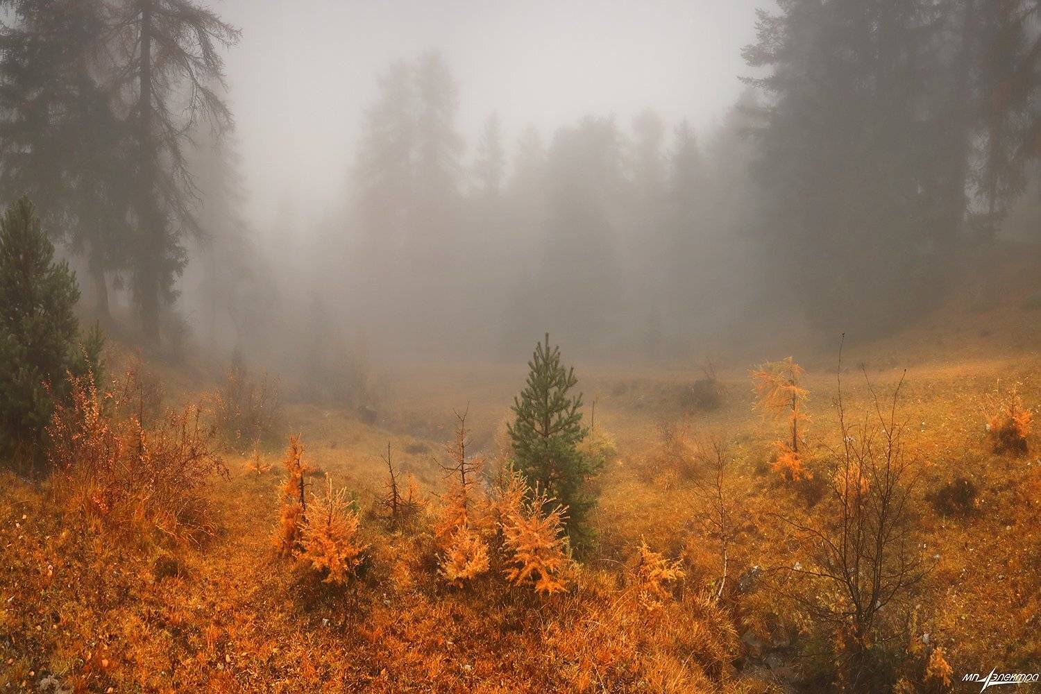 swiss, Матвеев Николай