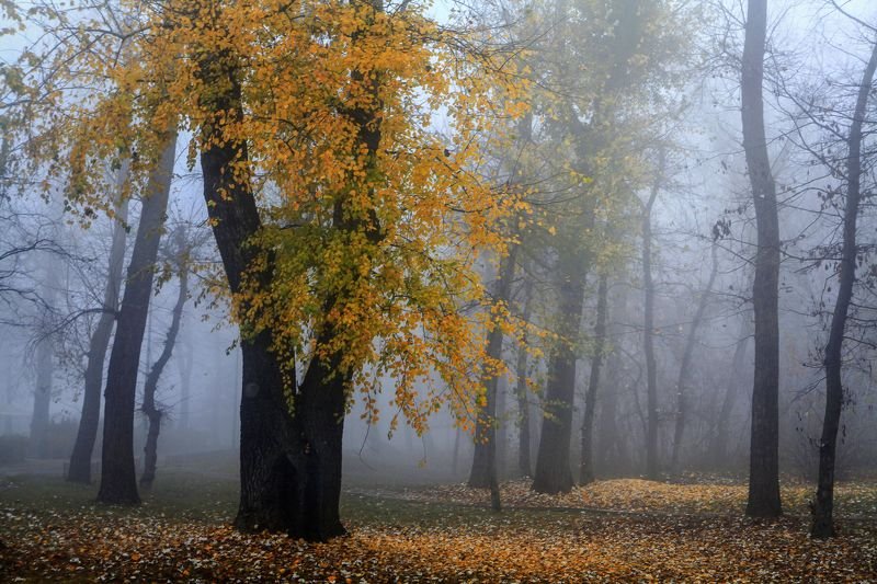 Золотая пора фото превью