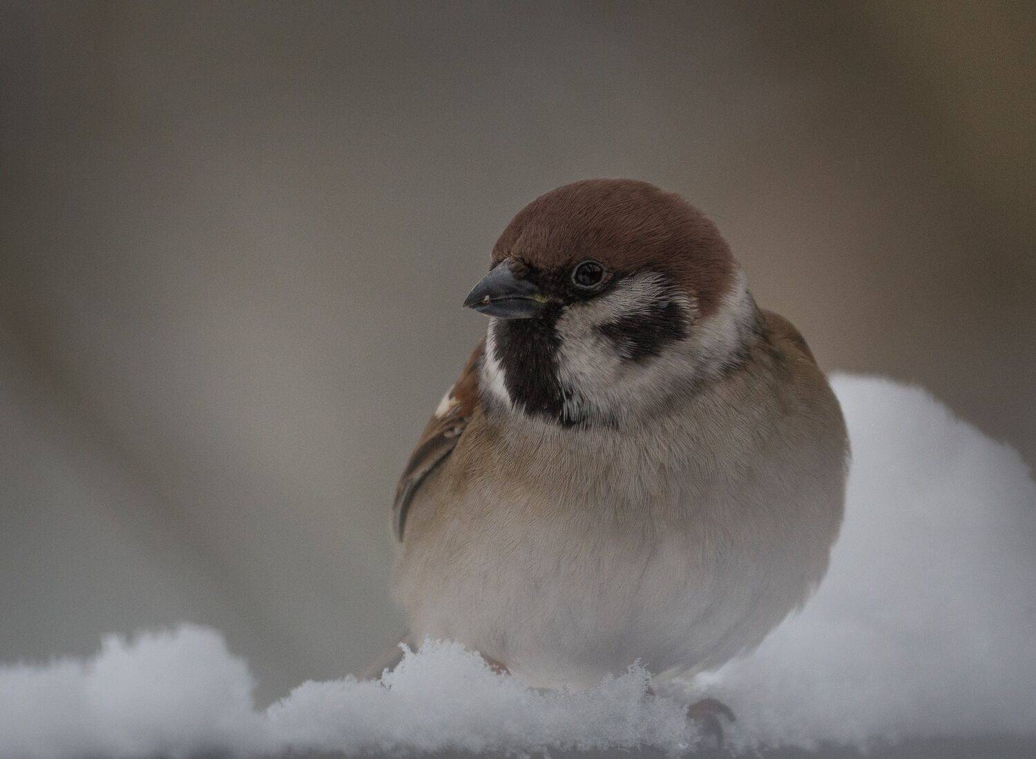 , Курлянцев Алексей