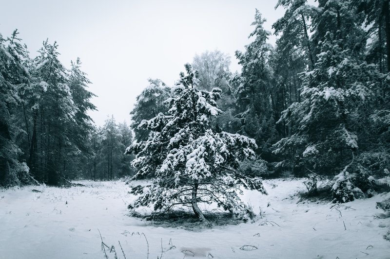 Tree фото превью
